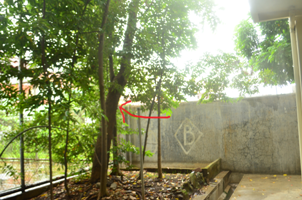 Eukaliptus disdekat kolam lele.png