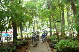 Eukaliptus(panah merah) dan kayu putih(panah hitam).png