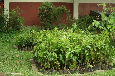 Bibit yang baru datang,ditaruh disamping kantin,dekat gudang pupuk.JPG