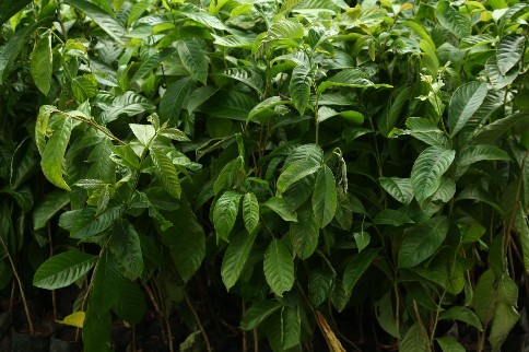 pohon bungur,setinggi kira-kira 50 cm.JPG