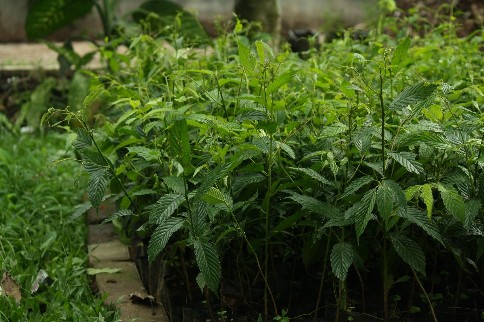 pohon somsi,tingginya sekitar 40 cm.Lebih kecil dari pohon bungur.Gak yakin juga namanya pohon somsi.JPG